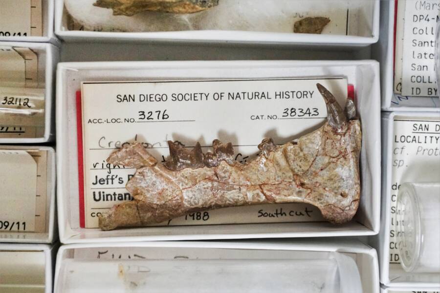 Fossil Of Diegoaelurus Vanvalkenburghae Jaw In San Diego