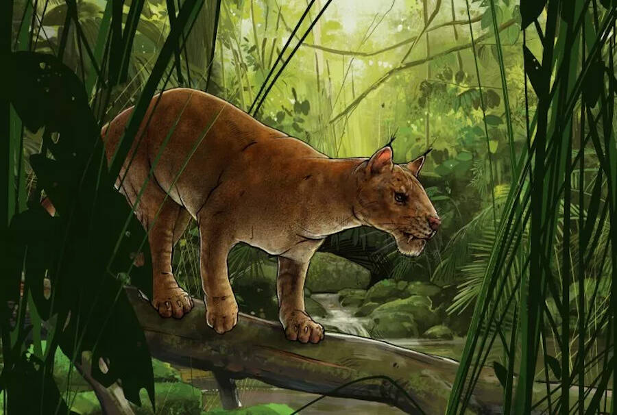 Illustration Of Diegoaelurus Vanvalkenburghae And Jungle
