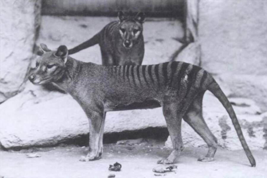 Male Female Tasmanian Tiger