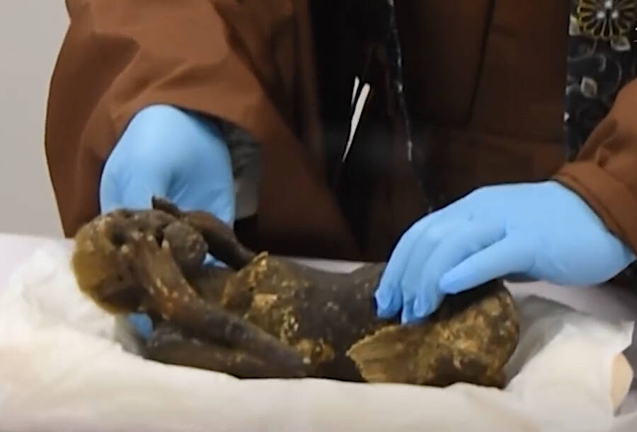 Mermaid Mummy Being Handled