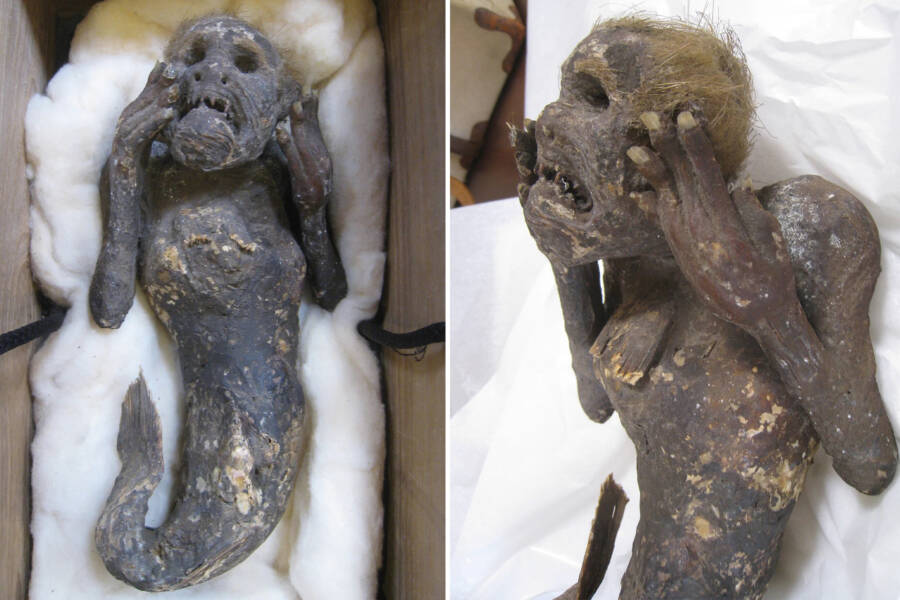 Mermaid Mummy In Box In Japan