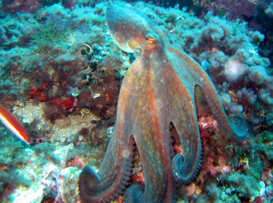 Modern Day Octopus