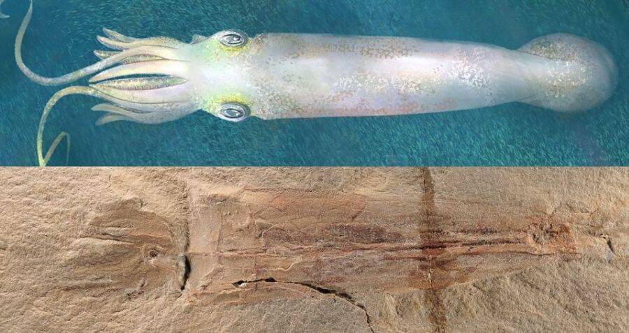 Scientists Discover Octopus Fossil That Predates The Dinosaurs