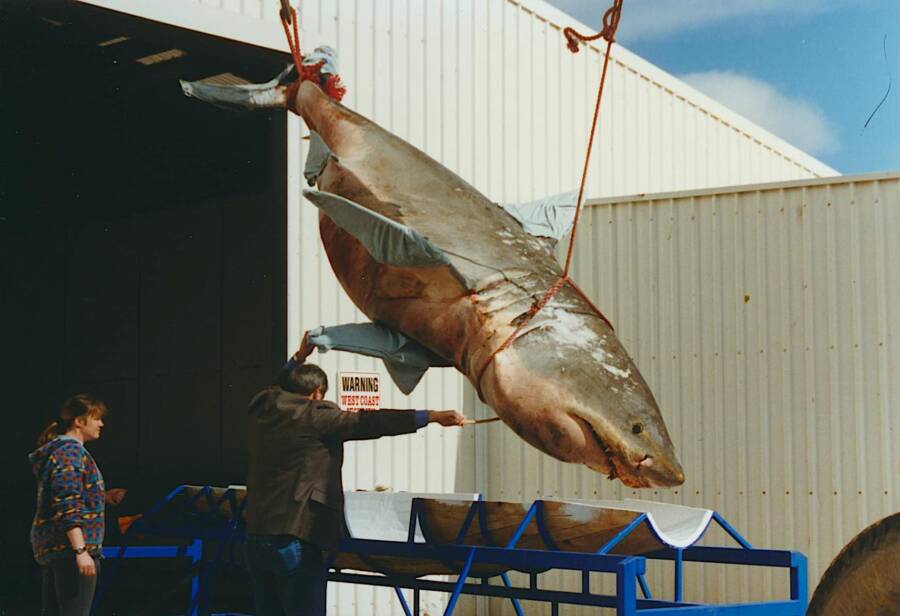 Rosie The Shark Being Lifted