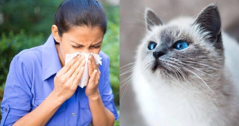 Sneezing Woman And Blue Eyed Cat