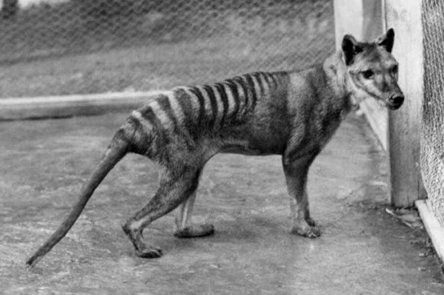 Tasmanian Tiger In Zoo