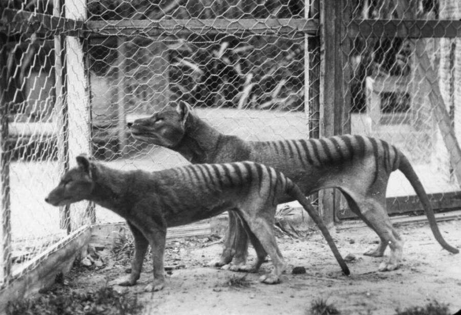 Scientists announce plans to resurrect extinct Tasmanian tiger 