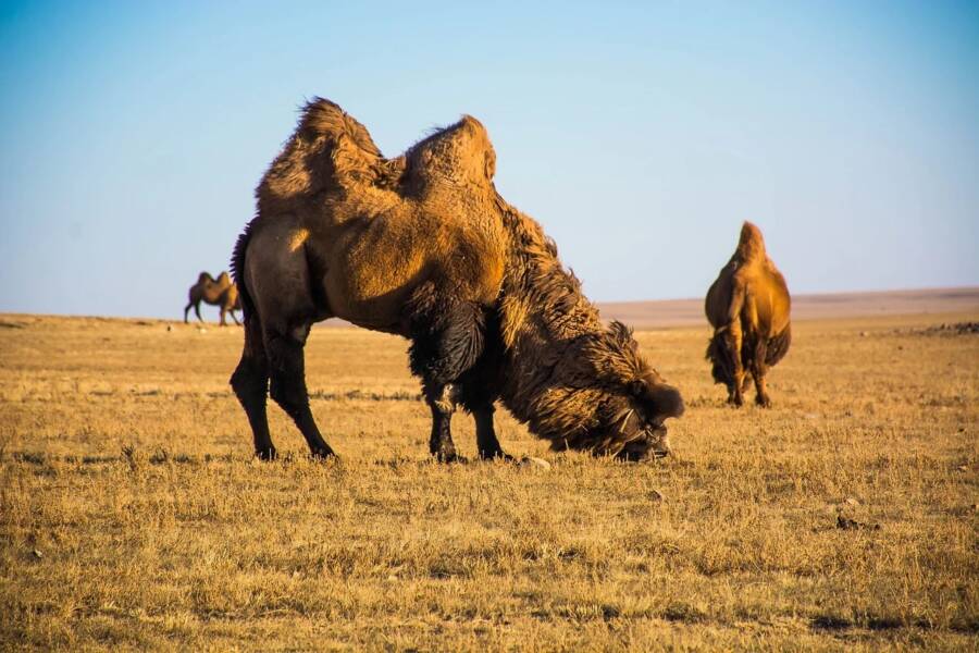 Camello mongol salvaje