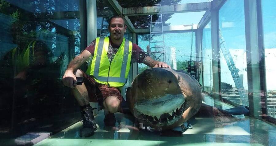 The Dark Truth Behind Rosie The Abandoned Great White Shark Rosie The Shark, The Great White Found In An Abandoned Park
