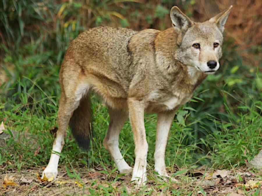 Adult Red Wolf In 2013