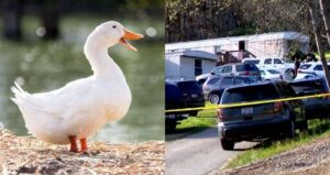 Duck Alongside Crime Scene