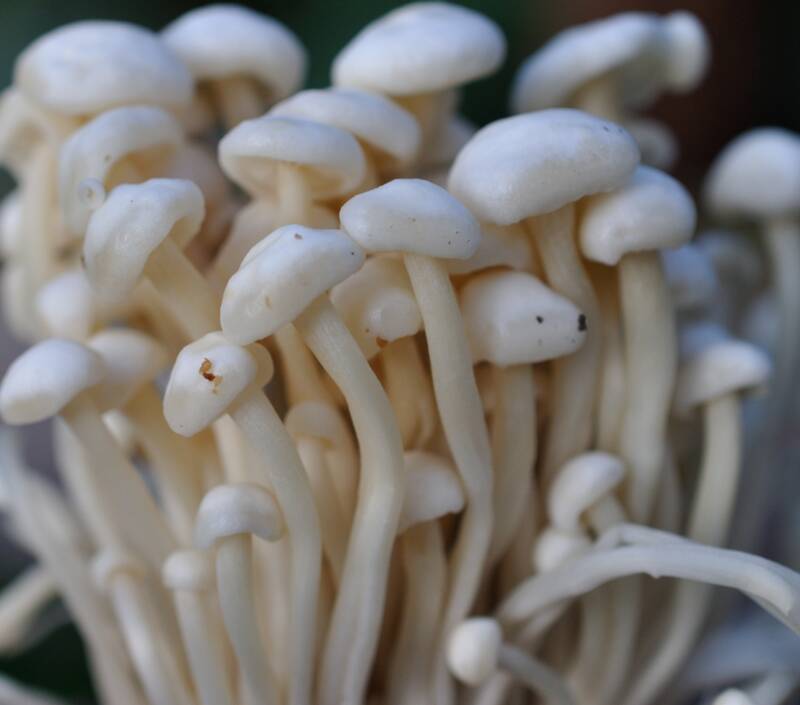 Enoki Mushrooms Up Close
