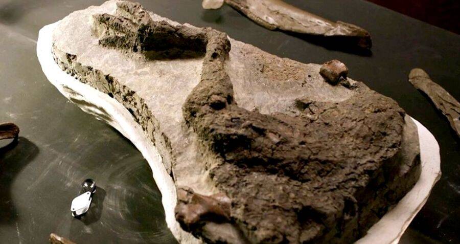 Scientists Find Dinosaur Fossils From The Day The Asteroid Struck