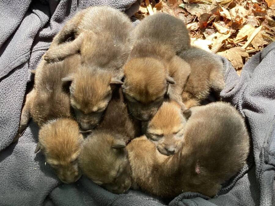 Litter Of Red Wolf Pups Together At Daytime