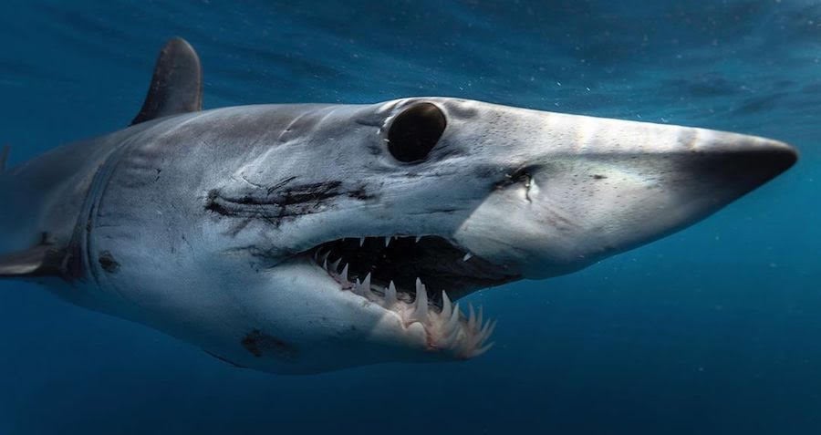 Are Mako Sharks Dangerous To Humans