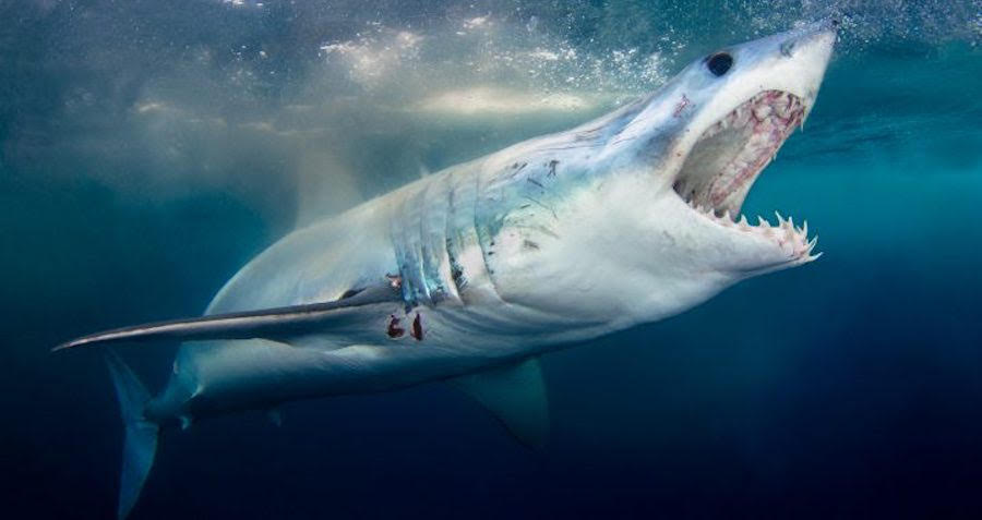 The Shortfin Mako Shark, The Deadly 'Cheetah Of The Ocean'
