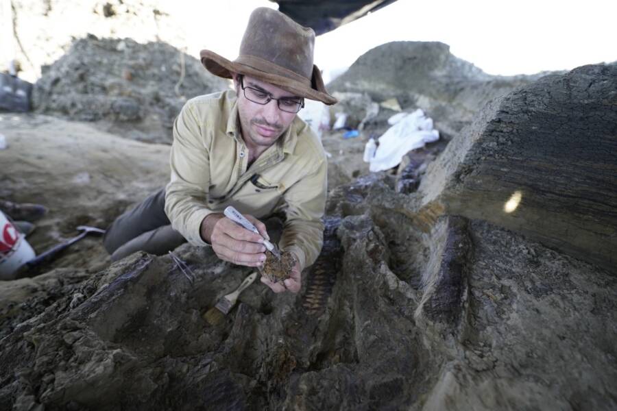El paleontólogo Robert Depalma en el sitio de excavación