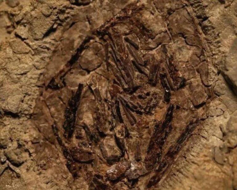 Scientists Find Dinosaur Fossils From The Day The Asteroid Struck