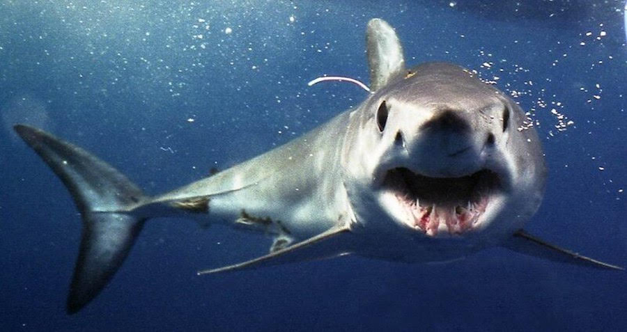 The Shortfin Mako Shark, The Deadly 'Cheetah Of The Ocean'