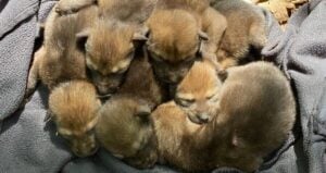 Six Red Wolf Pups Together