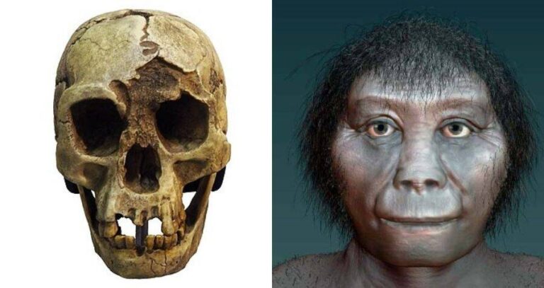 Skull Alongside Homo Floresiensis Man