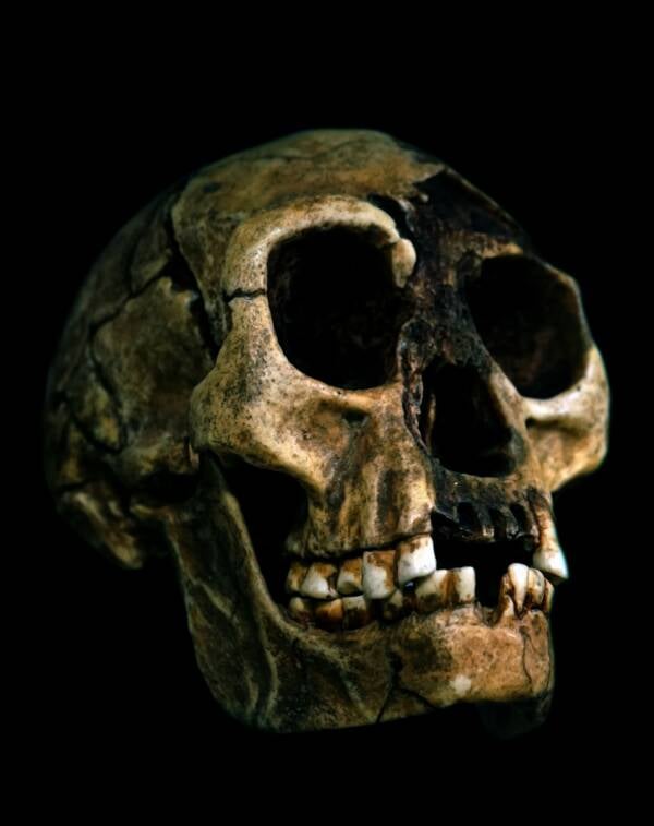 Skull Of Homo Floresiensis Man