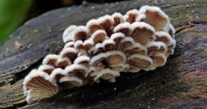 Split Gill Mushroom On Wood