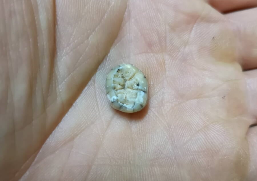 Ancient Tooth Found In Laos