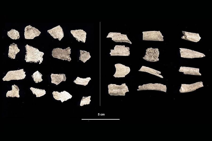 Bone Fragments From Salorno Dos De La Forca