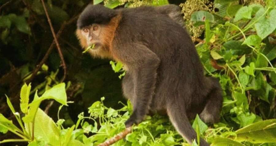 A 'mystery monkey' in Borneo may be a rare, worrisome hybrid