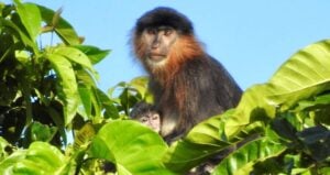 Borneo Mystery Monkey