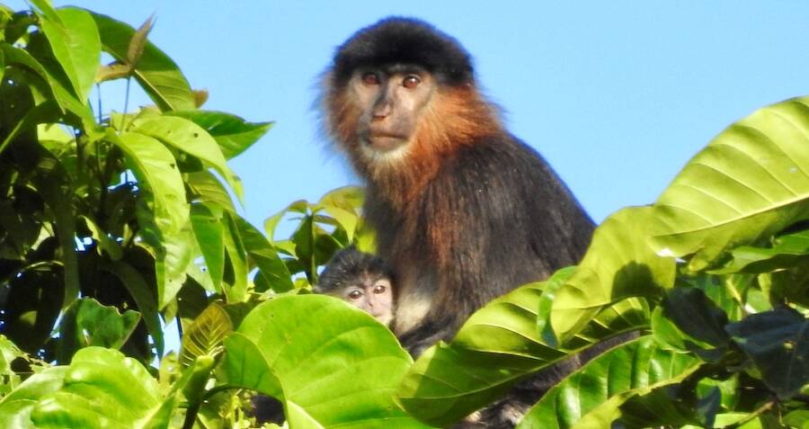Ilmuwan baru saja menemukan hibrida ‘monyet misterius’ di Kalimantan