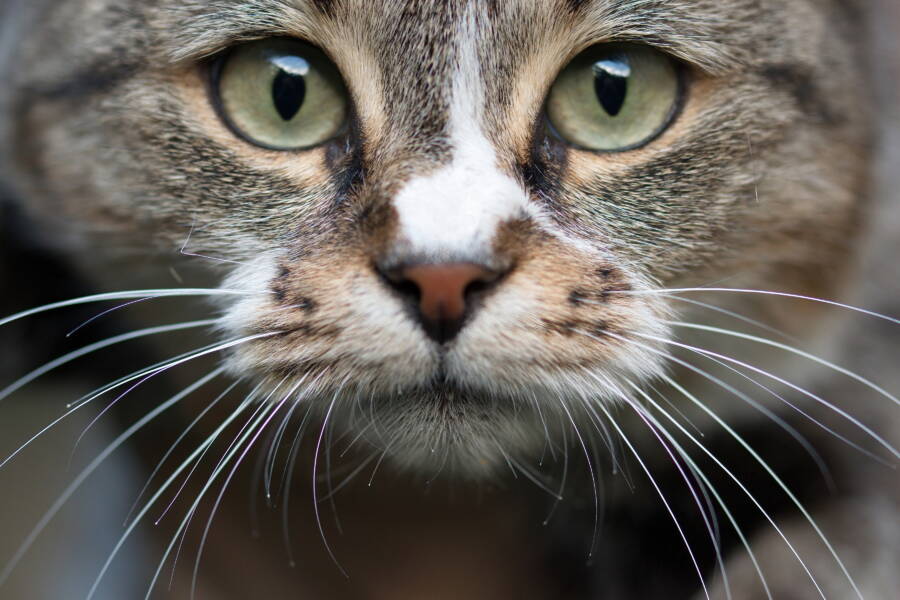 Cat Face Close Up