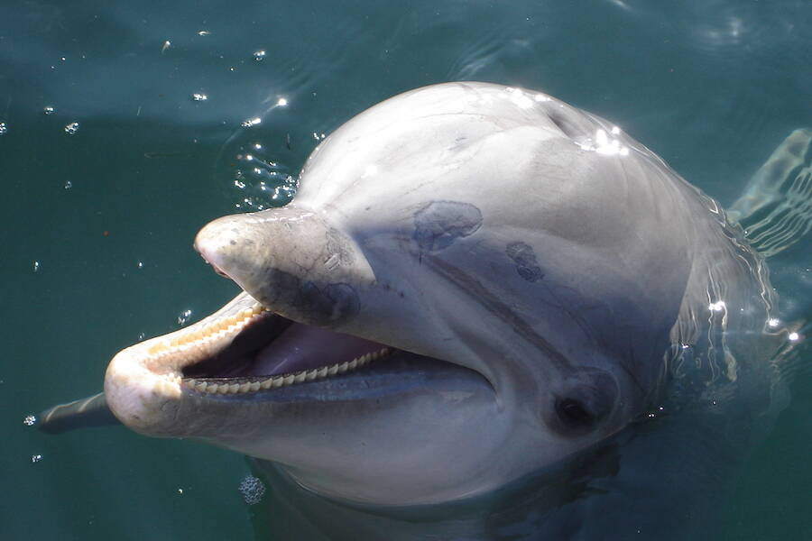 los delfines nadan