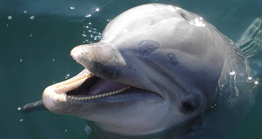 Dolphins can identify their friends by taste, study shows for the