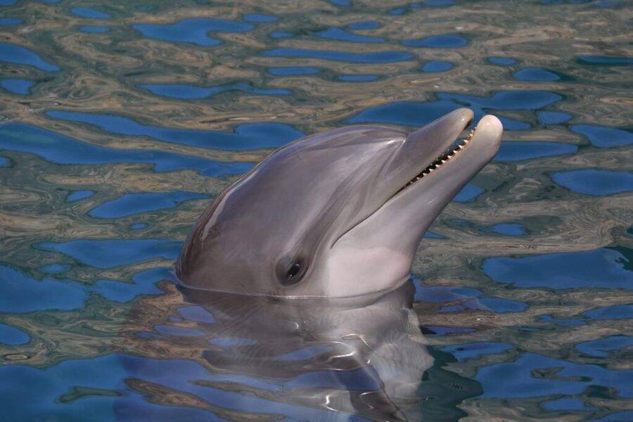 Delfín de aspecto divertido