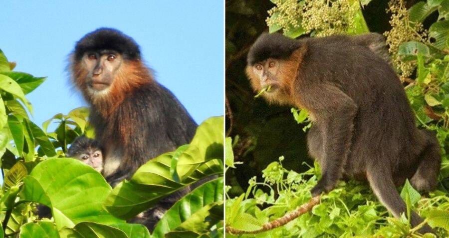 A 'mystery monkey' in Borneo may be a rare, worrisome hybrid