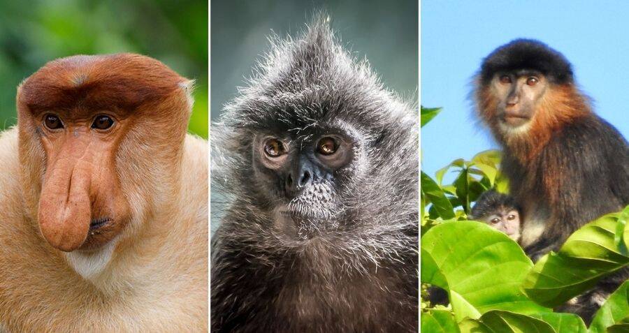 A 'mystery monkey' in Borneo may be a rare, worrisome hybrid