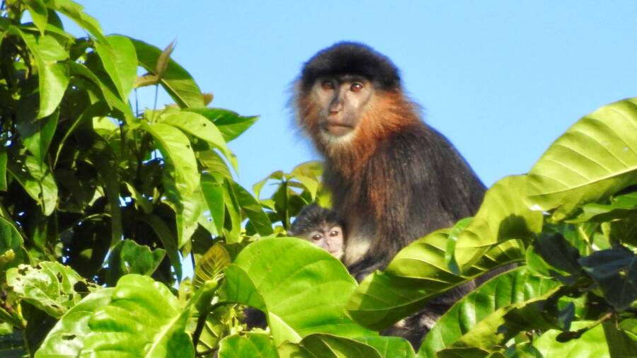 Misterioso Mono Borneo