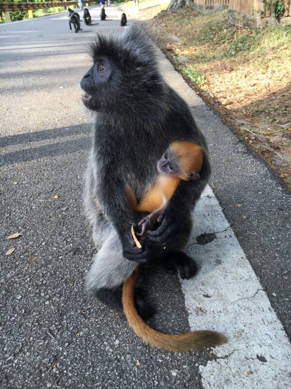 Silver Langur With Baby