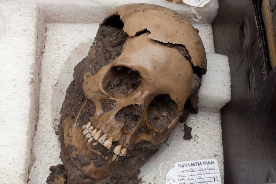 Skull With Teeth From Comalapa Cave
