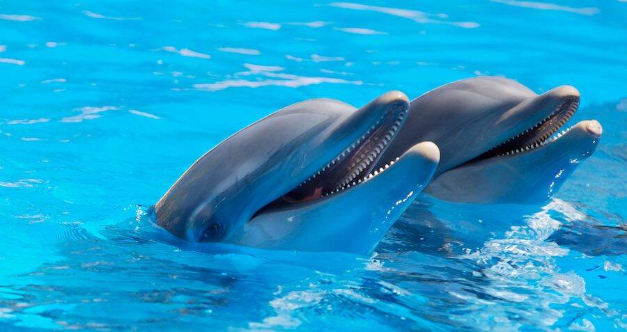 Dolphins can identify their friends by taste, study shows for the