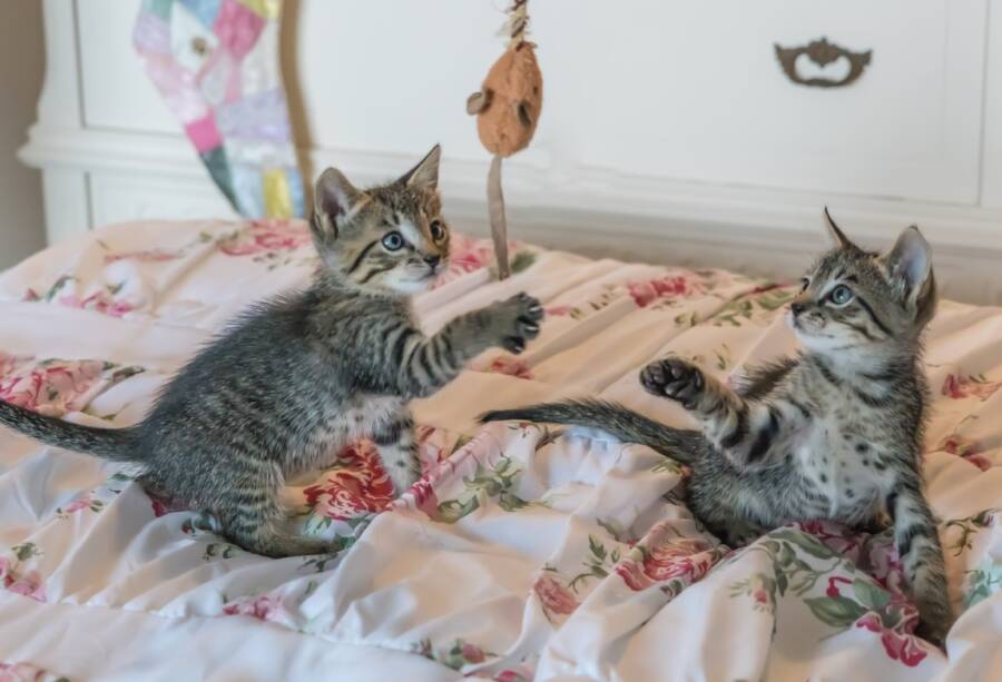 Two Kittens Playing At Home