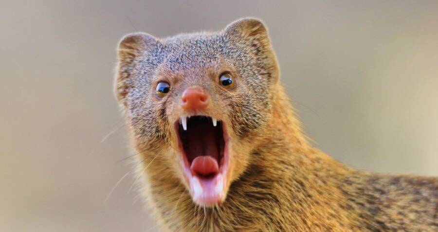 What Do Hawaiian Mongoose Eat