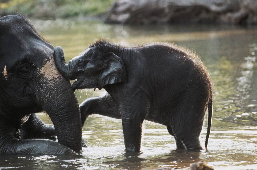 Baby Elephant In India