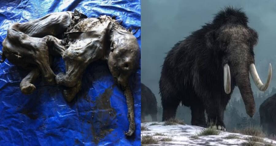 A Perfectly-Preserved Baby Mammoth Was Just Found In Canada