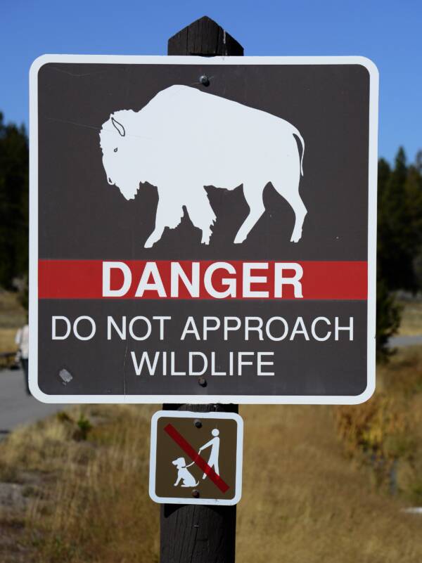 Bison Warning Sign