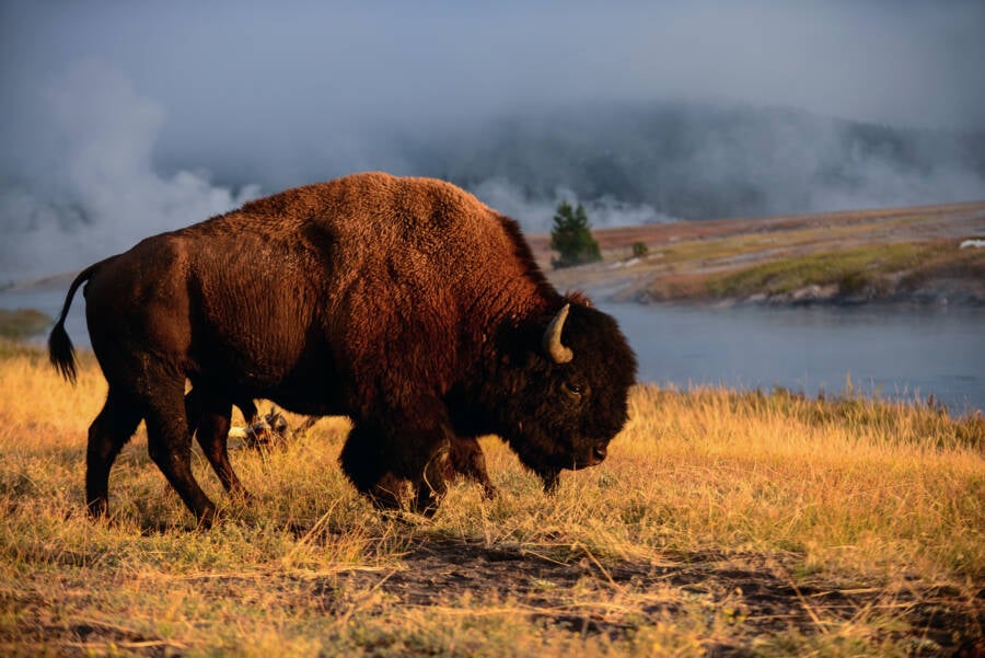 Woman Gored By Bison At Yellowstone National Park After Getting Too Close