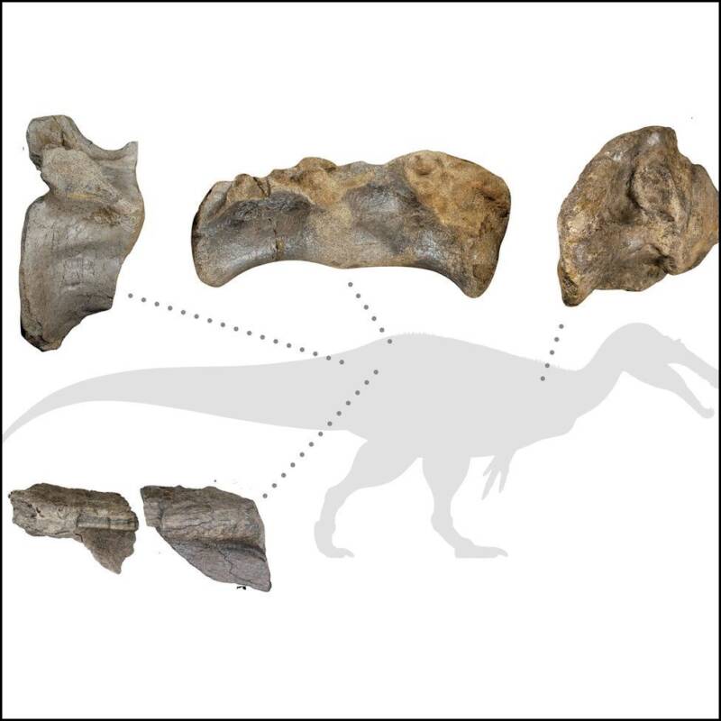 Bones Of White Rock Spinosaurid