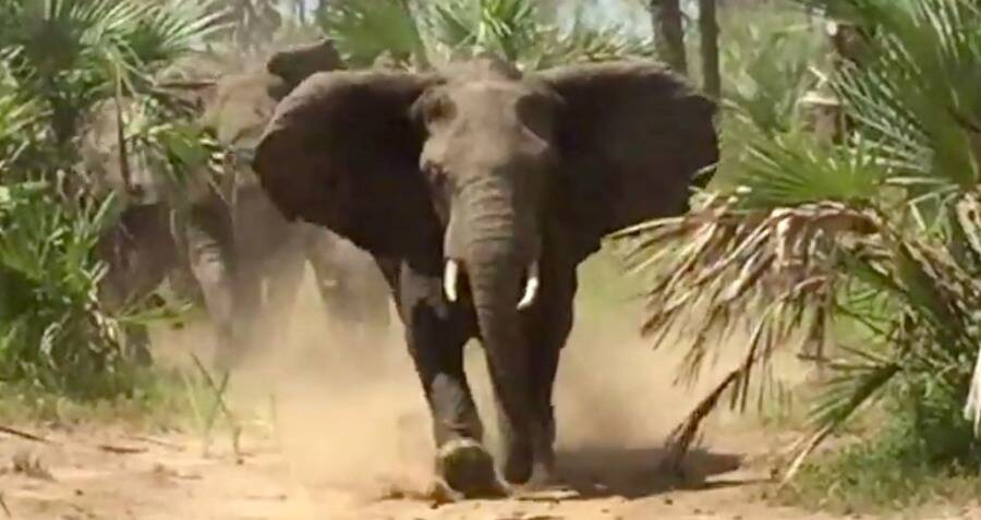 Elephant Kills Woman — Then Crashes Her Funeral To Attack Her Again